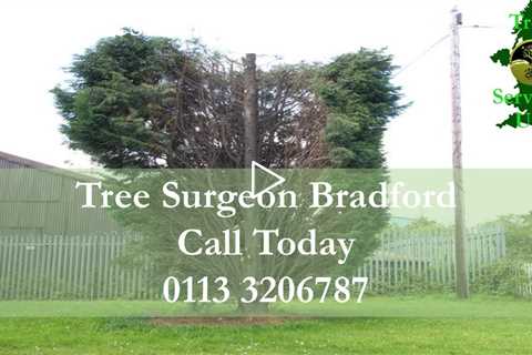 Tree Surgeon Bradford  | Tree Removal Trimming Services Root And Stump Removal In Bradford BD1