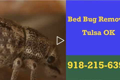 Bed Bug Pest Control Tulsa OK 24 Hr Domestic Pest Control Specialists Inspection & Treatment Plans