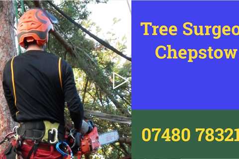 Tree Surgeon Chepstow Tree Removal Root And Stump Removal Tree Felling  & Trimming Services Near Me