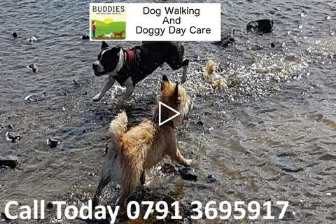 Buddies Dog Walking And Doggy Day Care Services Wakefield - Dog Walkers And Sitting Near Me
