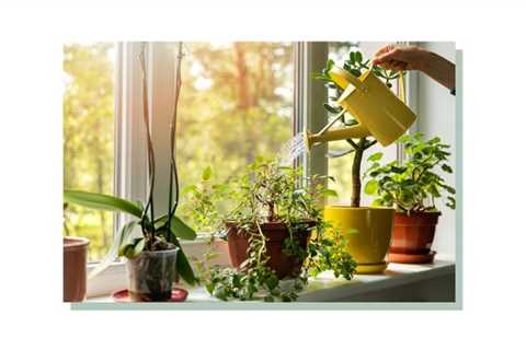 Dehumidifying water for plants: is it safe to use?