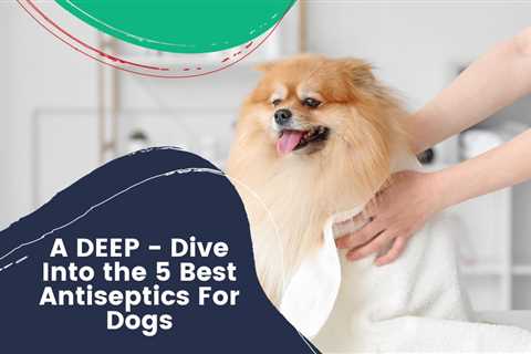 A DEEP – Dive Into the 5 Best Antiseptics For Dogs