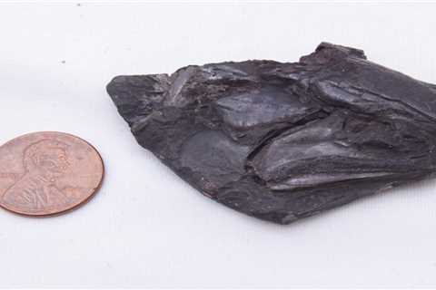 A 300 million-year-old fossilized fish has the world's 'oldest preserved vertebrate brain.' It..
