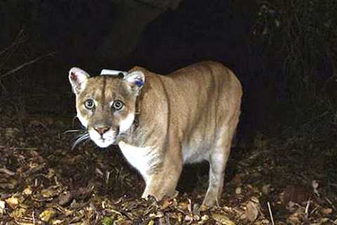 What's a big roadkill problem in California? Cougars