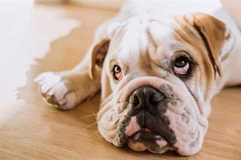 Pulmonic Stenosis in the Bulldog (HDYTT)