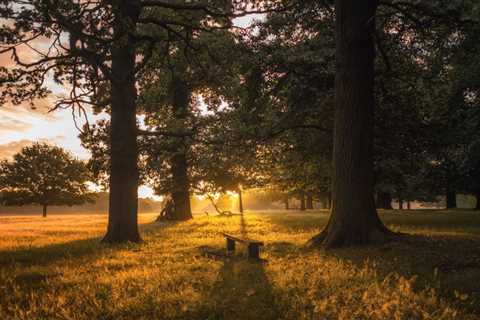 Natural Burial for a Greener Afterlife
