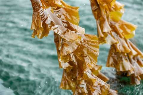 Hot new Winter Waters dinners spotlight seaweed as the star