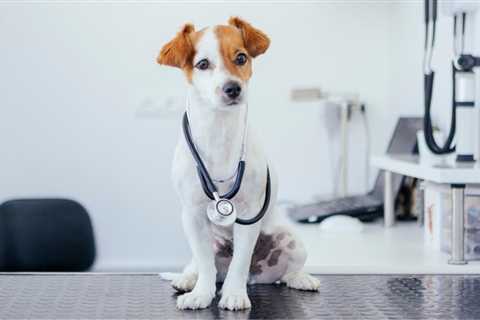 New Veterinary Business Models to Keep Pet Care Affordable