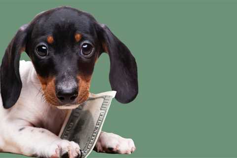 The $100k Signing Bonus – Veterinary Salaries in the Age of Corporate Medicine