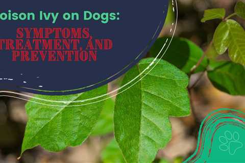 Poison Ivy on Dogs: Symptoms, Treatment, and Prevention