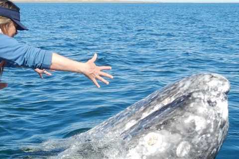 A video of a whale appearing to ask for humans to remove parasites went viral. An expert says..