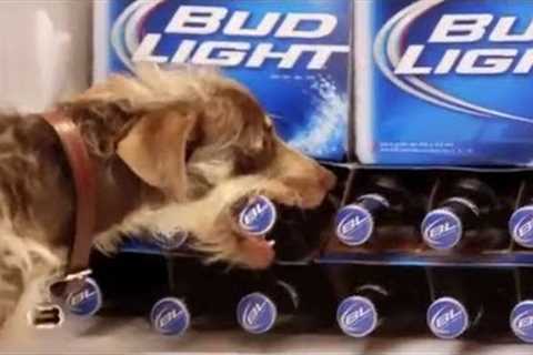 10 Funny Bud Light Dog Commercials