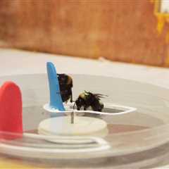 Bumblebees Show Off Their Own Puzzle-Solving Culture