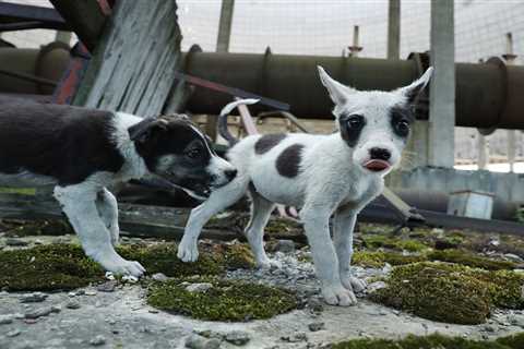 What Chernobyl's Stray Dogs Could Teach Us about Radiation