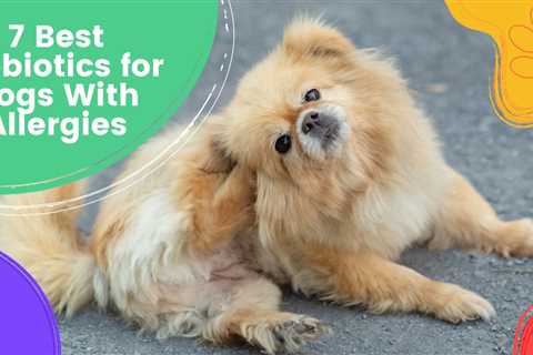 7 Best Probiotics for Dogs With Allergies