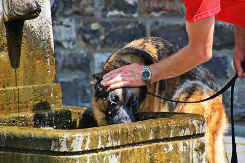 How to Treat Heatstroke in Dogs | VETgirl Veterinary Continuing Education Blog