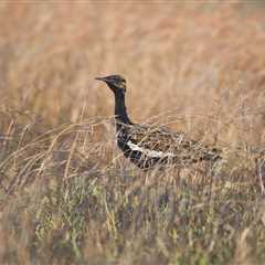 We Must Stop Treating Grasslands as Wastelands