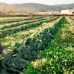 Is Biodynamic Better Than Organic?