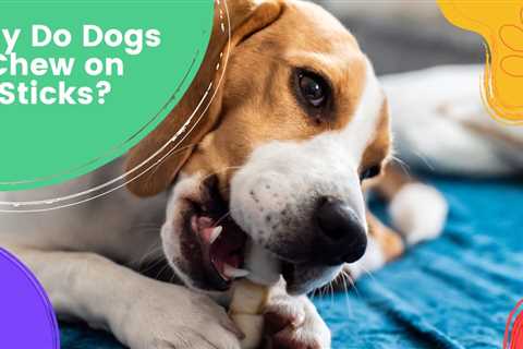 Why Do Dogs Chew on Sticks?