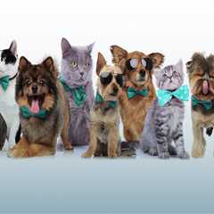 The Ultimate Guide to Choosing Pet-Friendly Moving Companies in Broward County, FL