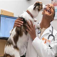 The Best Pet Health Services in Augusta, GA: A Vet's Perspective