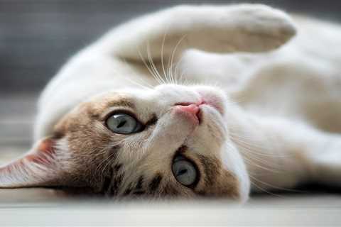 FDA Approves Drug for Cats With Allergic Skin Disease