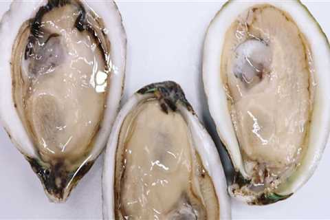 Exploring the Different Types of Oysters Found in Fairhope, Alabama