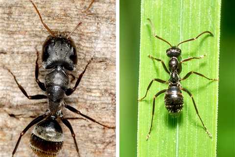 Carpenter Ants vs. Black Ants: What’s the Difference?