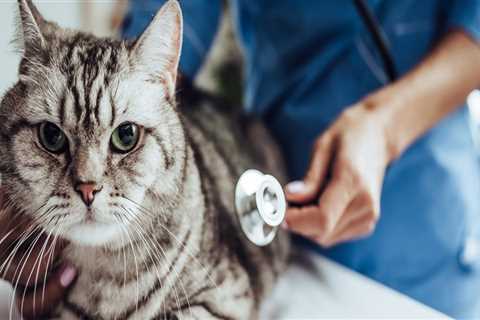 The Importance of Timely Appointments at Animal Hospitals in Augusta, GA