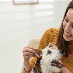 The Cost of Pet Care Services in Alexandria, Virginia: An Expert's Perspective