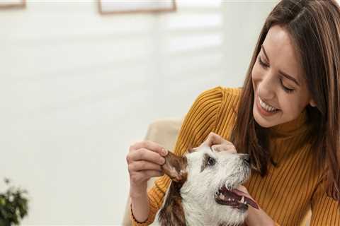 The Cost of Pet Care Services in Alexandria, Virginia: An Expert's Perspective