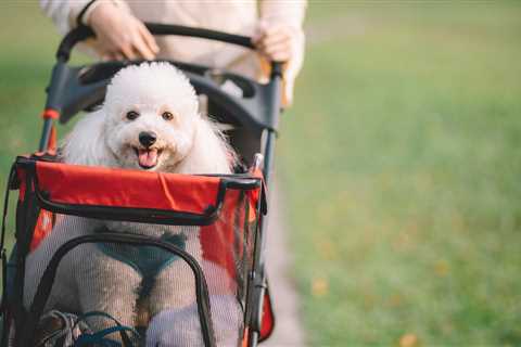 What Does the Modern Pet Owner Actually Want?