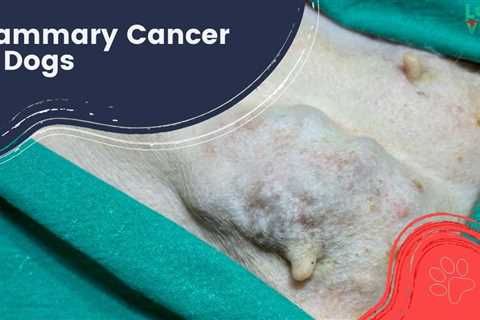 Mammary Cancer in Dogs: Stages, Causes and Treatment