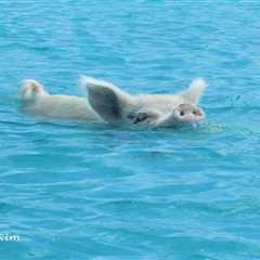 Repost: Pigs can swim :-)