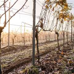 The Sustainable Practices of the Wine Industry in Aurora, OR