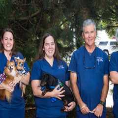 Animal Hospitals in Fayetteville, Arkansas: Rehabilitation and Physical Therapy Services