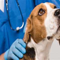 The Cost of Visiting an Animal Hospital in Fayetteville, Arkansas: What Pet Owners Need to Know