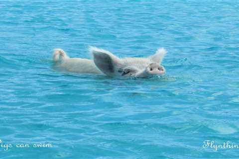 Repost: Pigs can swim :-)