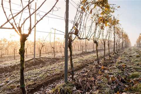 The Sustainable Practices of the Wine Industry in Aurora, OR