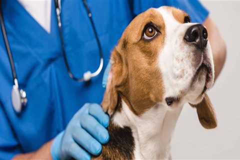 The Cost of Visiting an Animal Hospital in Fayetteville, Arkansas: What Pet Owners Need to Know