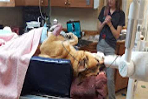 The Process of Paying for Services at Animal Hospitals in Fayetteville, Arkansas: An Expert's..
