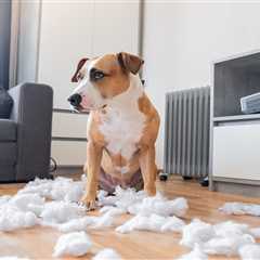 8 Hidden Expenses of Pet Ownership