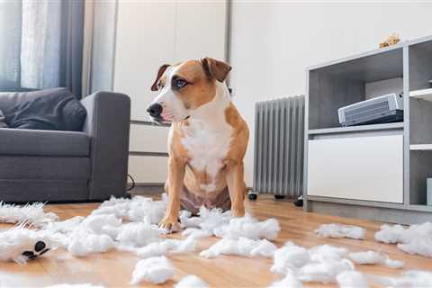 8 Hidden Expenses of Pet Ownership