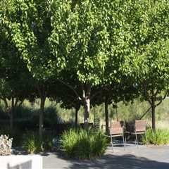 The Importance Of Tree Services In Sustainable Landscape Engineering In Portland