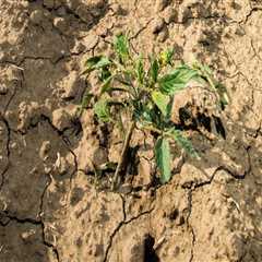 The Impact of Climate Change on Agriculture and Farming in Charlottesville, VA