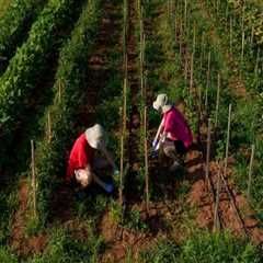 The Importance of Weather Services for Farmers in Northeastern Georgia