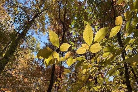 The Crucial Role of Educational Institutions in Preserving Northeast Tennessee's Environment