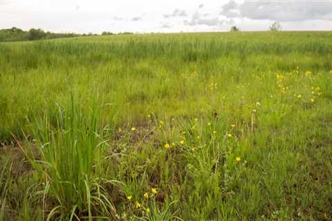 Sustaining Northeast Tennessee: Efforts Towards Environmental Conservation