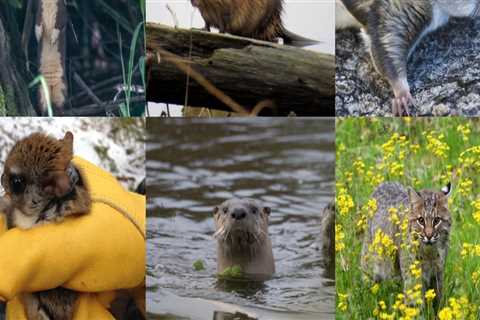 The Hidden Gem of Northern Virginia: The Vital Role of Wildlife in Maintaining Natural Resources