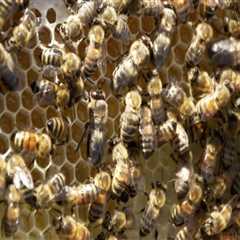 The Importance of Beekeeping in McDowell County, North Carolina